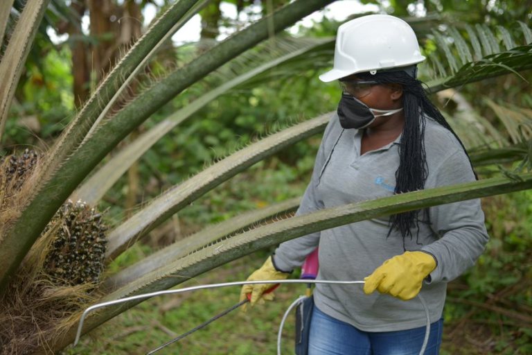 Ventas de aceite de palma crecieron 9 % en el mercado local en 2022: Fedepalma