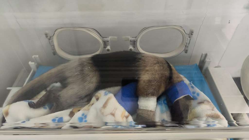 El animal ha mostrado una respuesta favorable tras el procedimiento. Su rehabilitación podría tardar hasta tres meses.