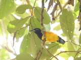 En Colombia hay más de 100 especies de aves amenazadas, pero podemos salvarlas