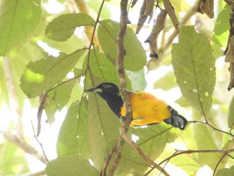 En Colombia hay más de 100 especies de aves amenazadas, pero podemos salvarlas