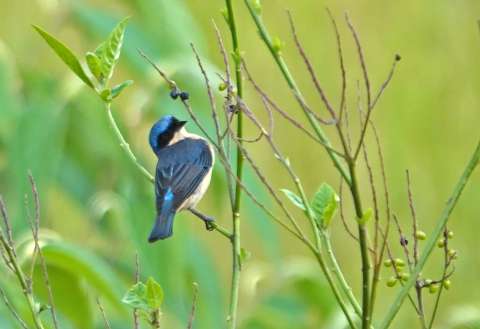 Global Big Day 2025: el evento que impulsa la conservación de aves en Colombia