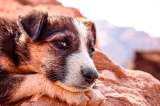 ¿Qué hace tan especiales a los perros adoptados?