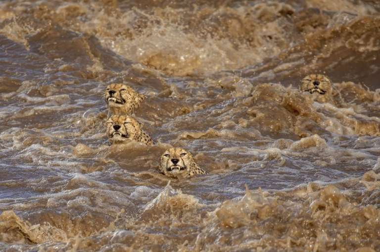 Un nadado turbulento, Primer Lugar en categoría Vida Salvaje.