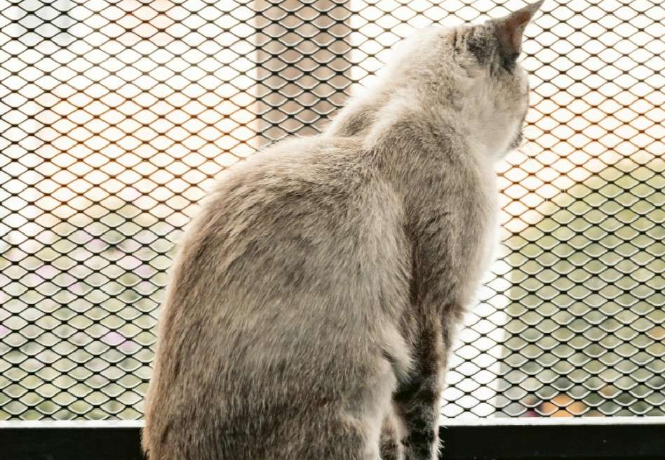 Cada año se reportan numerosos casos de gatos y perros que caen desde balcones o ventanas, muchas veces por curiosidad o por un descuido.