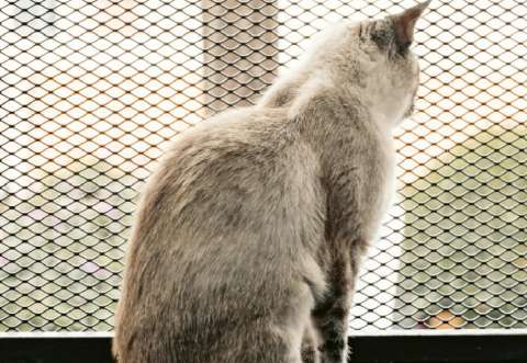 ¿Se despide de su mascota antes de salir? Esto dicen los expertos sobre este hábito