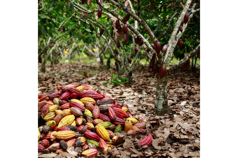 Mientras en algunos países se desperdicia parte de los alimentos, casi 690 millones de personas pasan hambre, según la Unión Europea.