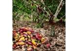 Sistema alimentario en Colombia, hacia una transformación más sostenible