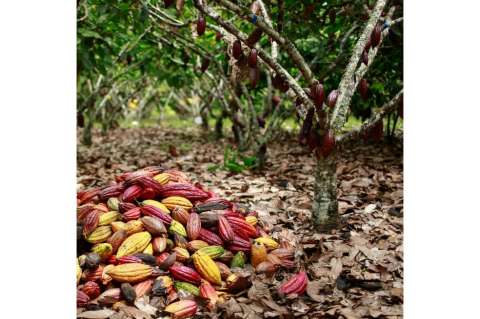 Sistema alimentario en Colombia, hacia una transformación más sostenible