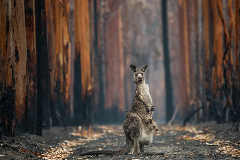 Esperanza en una plantación quemada, por Jo-Anne McArthur:
El fotógrafo empezó a documentar historias de animales afectados por los devastadores incendios forestales en Nueva Gales del Sur y Victoria. Este canguro gris del este y su joey, fotografiados cerca de Mallacoota, Victoria, estaban entre los afortunados. El canguro apenas apartó los ojos de Jo-Anne mientras caminaba hacia el lugar donde podía tomar una gran foto. Tuvo el tiempo justo para presionar el disparador anfue uno de los sobrevivientes.