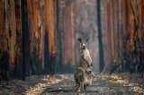 Mascotas y animales silvestres, una pieza que no debe olvidar la salud pública