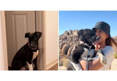 “No merecemos a los animales”: perro maltratado pudo encontrar la felicidad