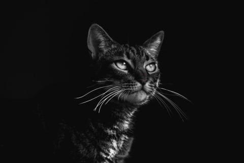 ¿Cuántos años viven los gatos? Estos son los que tienen mayor expectativa de vida