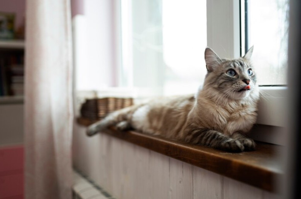 Si va a dejar a su gato solo en casa, debe hacer antes estas cinco cosas