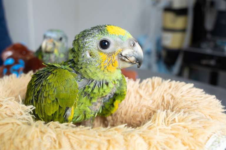 Loros decomisados