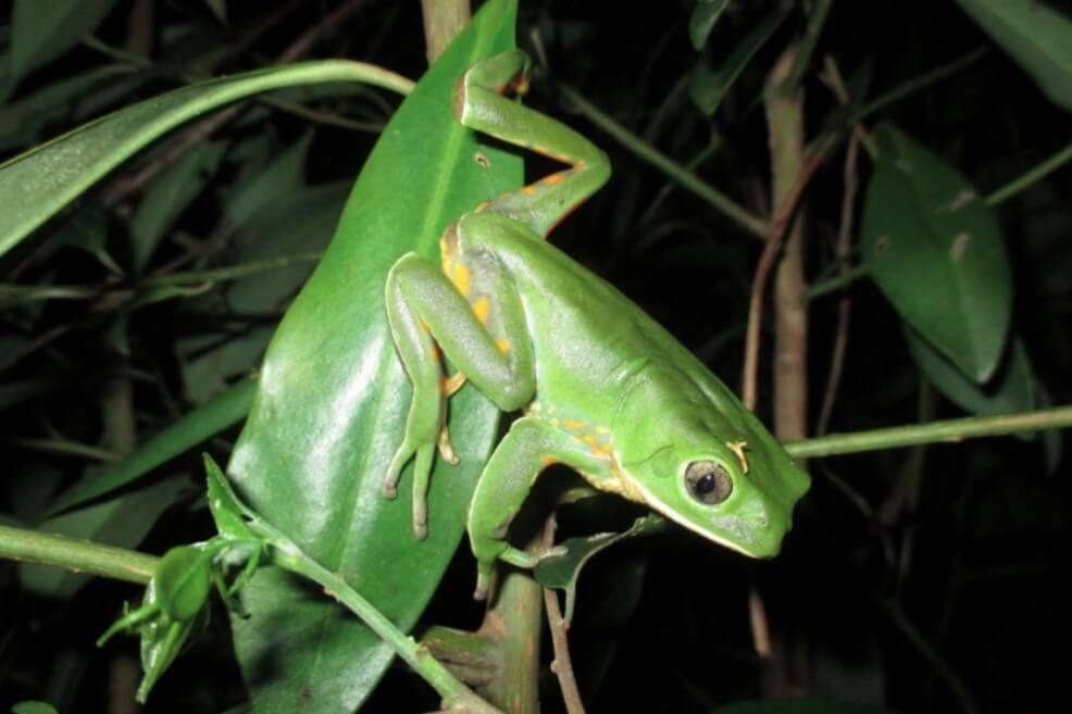 Rana Phillomedusa iheringii, una de las habitantes del continente.  / Tiago Gomez