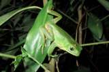En América del Sur viven 2.623 especies de ranas y sapos según último censo