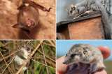 Así es como algunos animales cambian su temperatura corporal para sobrevivir