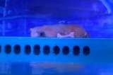 La tristeza de un oso polar encerrado en China que une a defensores de animales