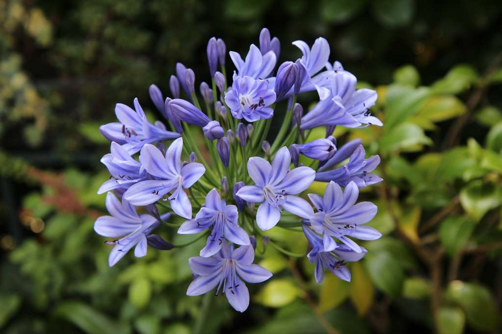 El agapanto florece en verano con elegantes racimos de flores azules y blancas
