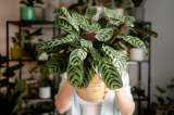 ¿Por qué la calathea se enrolla o cierra sus hojas de noche y qué significa?