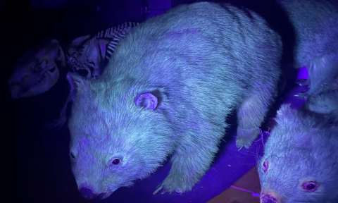 ¿Ha visto un mamífero fluorescente? Son más comunes de lo que se creía