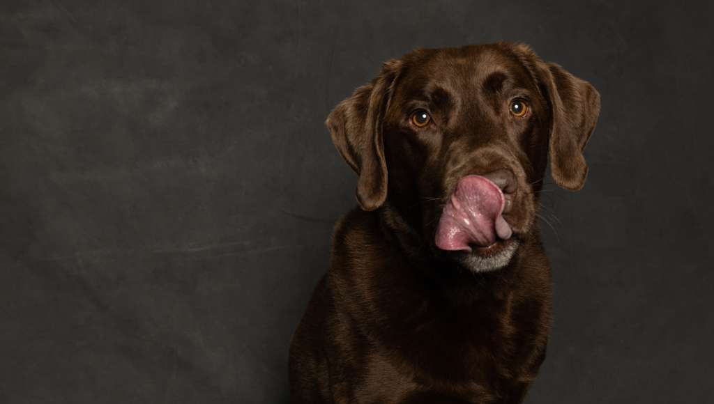 ¿Tu perro te lame con frecuencia Estas serían las razones de por qué lo hace