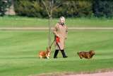 Isabel II: sus famosos corgis serán protagonistas de una exposición en Londres