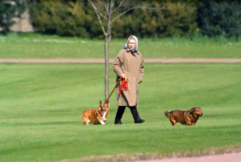 Isabel II: sus famosos corgis serán protagonistas de una exposición en Londres