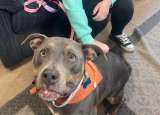 ¿Una señal? Mujer adopta perrita que tenía el pañuelo de su mascota fallecida