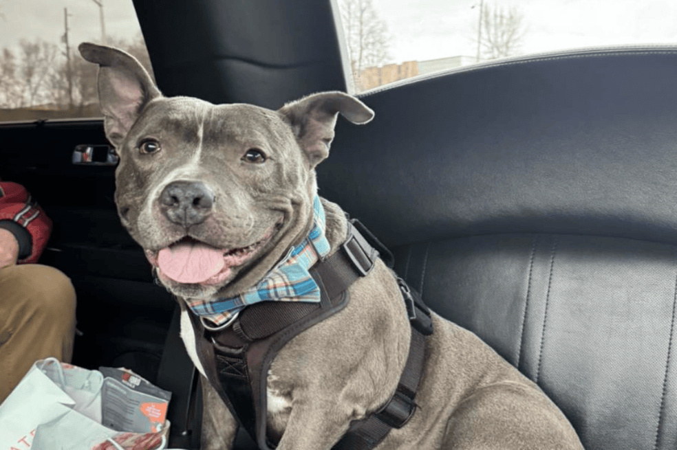 Lauren Reitsman, la nueva dueña de Chester, afirmó que había sido amor a primera vista.