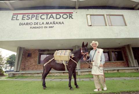 Titiribí y el resurgir de las mulas, nuestro animal nacional