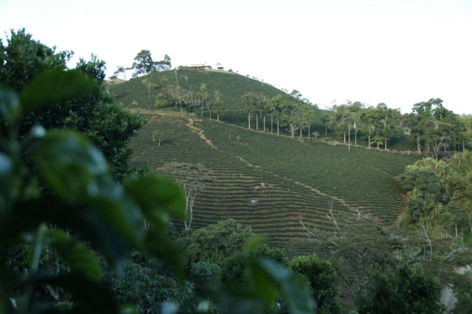 El café arábica del que Colombia y Brasil son los mayores exportadores bajó 4 por ciento la semana pasada.
