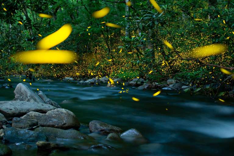 Esta foto muestra a unas luciérnagas brillando al unísono sobre un arroyo. Ilustra cómo la oscuridad es esencial para la supervivencia de los animales nocturnos.