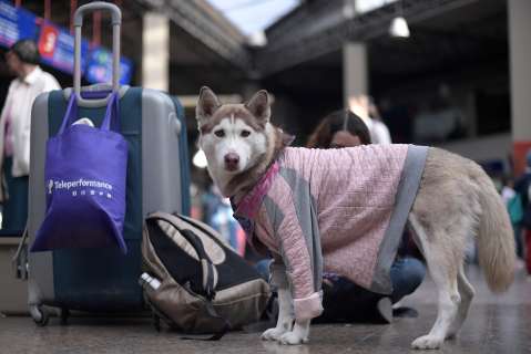 ¿Cómo preparar a mi mascota para un viaje largo en Semana Santa?