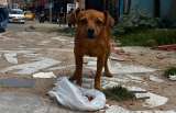 Amor Peludo, el emprendimiento que ayuda a perros y gatos rescatados en Colombia
