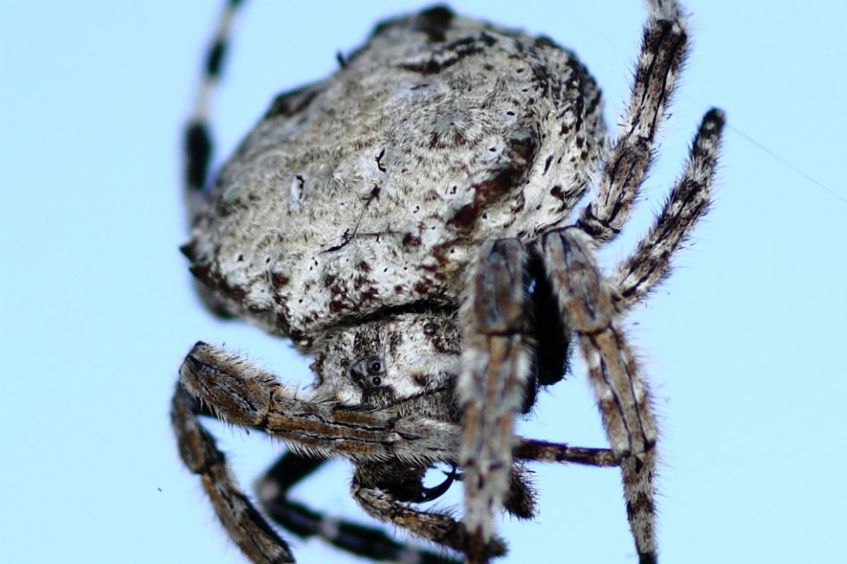 La araña Caerostris darwini. / / Wikimedia - Creative Commons