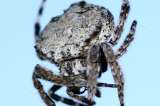 La araña que también practica sexo oral