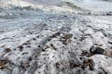 Virus y bacterias esperan la hora del deshielo