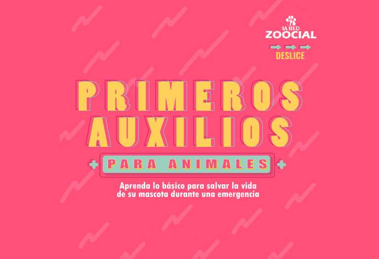 Primeros auxilios para animales