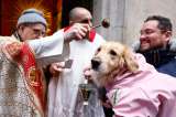 Protección animal en Semana Santa: estas son las recomendaciones para los dueños de mascotas