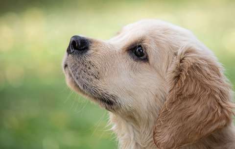 ¿Qué significa cuando un perro huele la parte íntima de las personas?