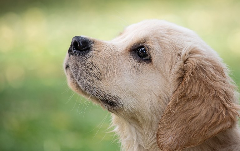 Cinco consejos para una tenencia responsable en perros