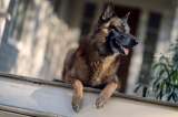 Murió Seven, el valiente perro de “The Walking Dead”: así reaccionó el elenco