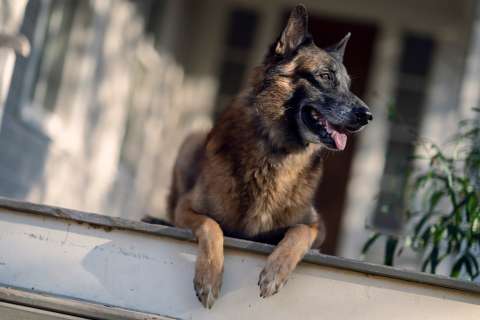 Murió Seven, el valiente perro de “The Walking Dead”: así reaccionó el elenco