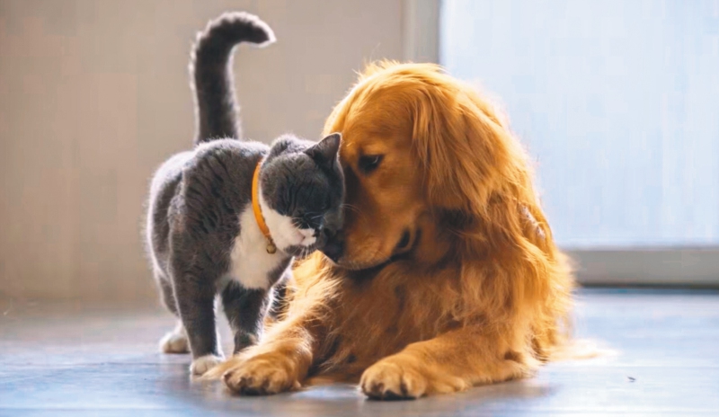 El crecimiento sin precedentes de las mascotas en las ciudades ha generado múltiples impactos en el medioambiente.