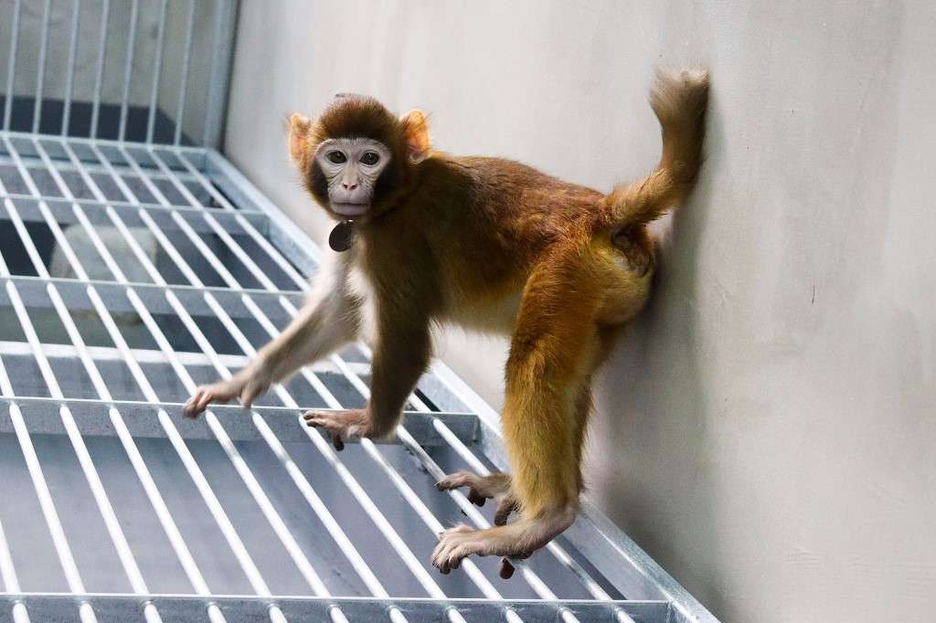 Científicos de China anunciaron el 16 de enero de 2024 que habían clonado el primer mono rhesus sano, después de modificar el proceso que creó la oveja Dolly. Foto: AFP/ HANDOUT /ZHAODI LIAO / Nature Communications.