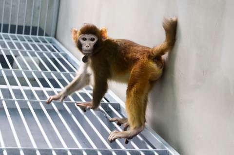 Científicos chinos clonaron con éxito un mono rhesus, que ahora tiene dos años
