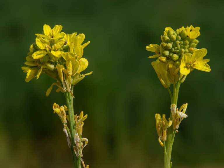 Hirschfeldia incana