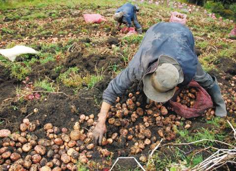 Misión Empleo: mercado laboral necesita no una, sino varias reformas estructurales