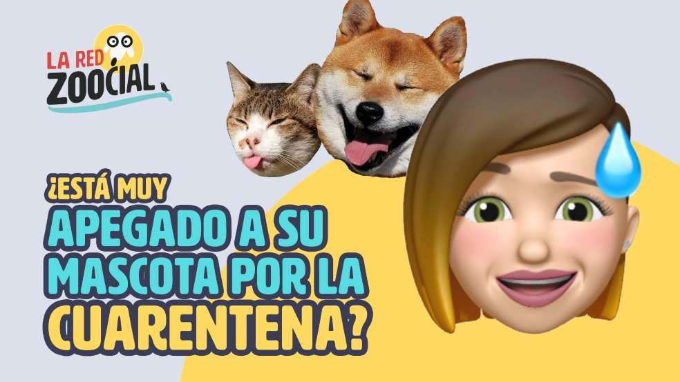 Cuidado con el apego exagerado a las mascotas.